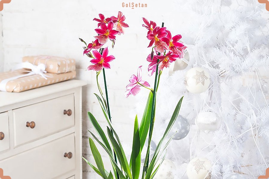 نور مورد نیاز برای نگهداری گل ارکیده یوولستکرا یا کامبریا