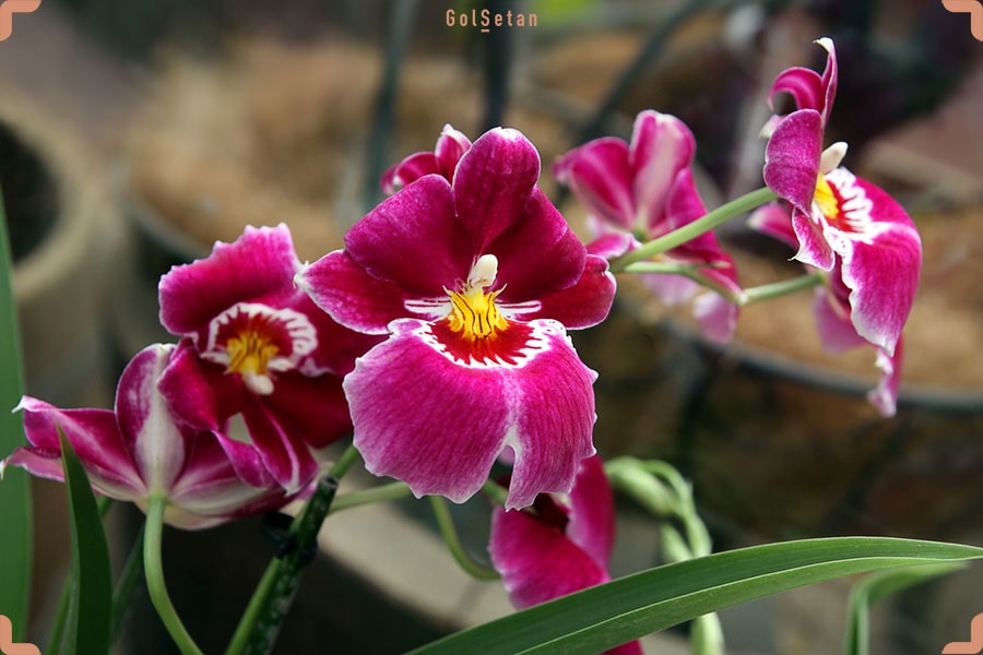 عکس گل ارکیده پنسی قرمز