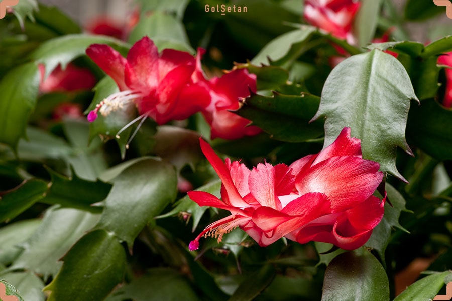 نگهداری از کاکتوس کریسمس در فصل زمستان