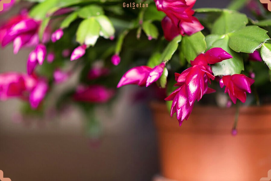 کاکتوس کریسمس با گل های قرمز