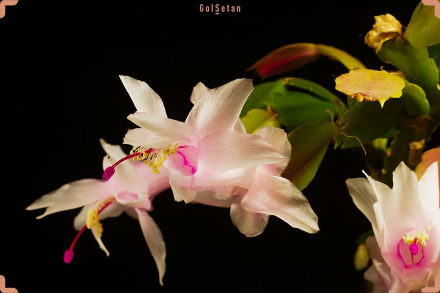 عکس کاکتوس کریسمس با گل های سفید