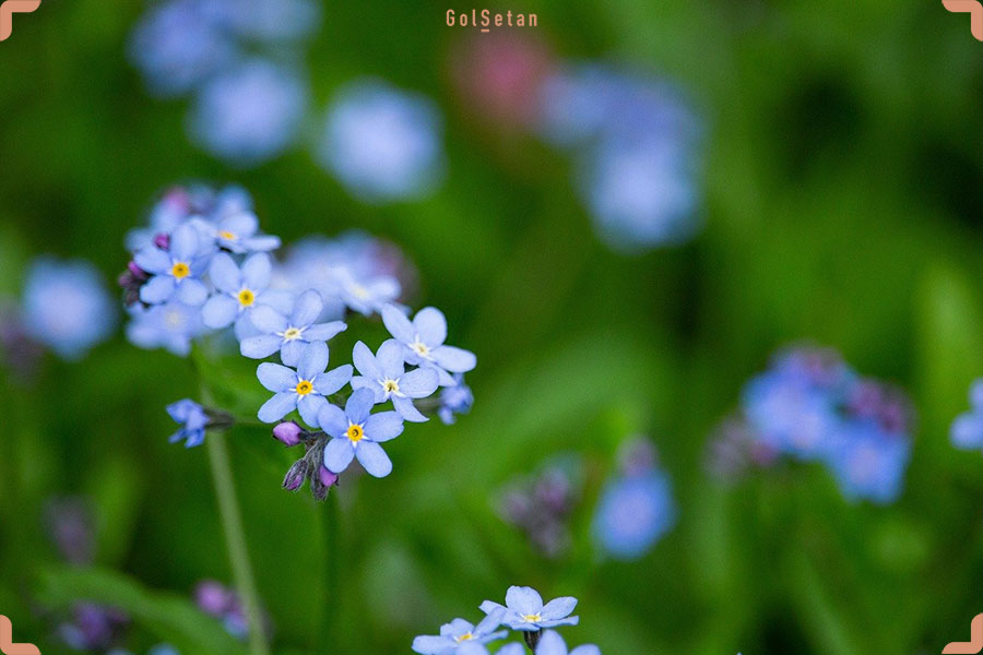 گل فراموشم نکن ، یک گل مناسب شب یلدا برای زنده کردن یاد عزیز