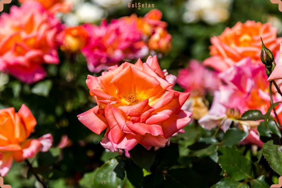 گل رز بوته ای