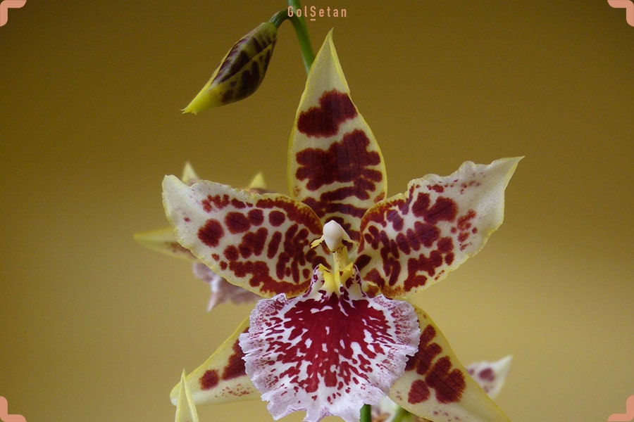 گل ارکیده یوولستکرا