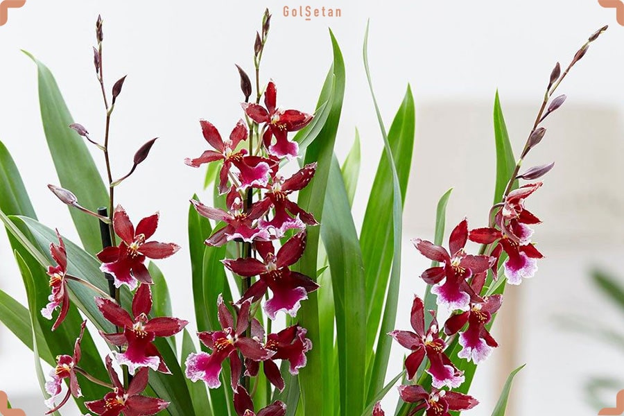 دمای مورد نیاز برای نگهداری از گل ارکیده کامبریا یا یوولستکرا