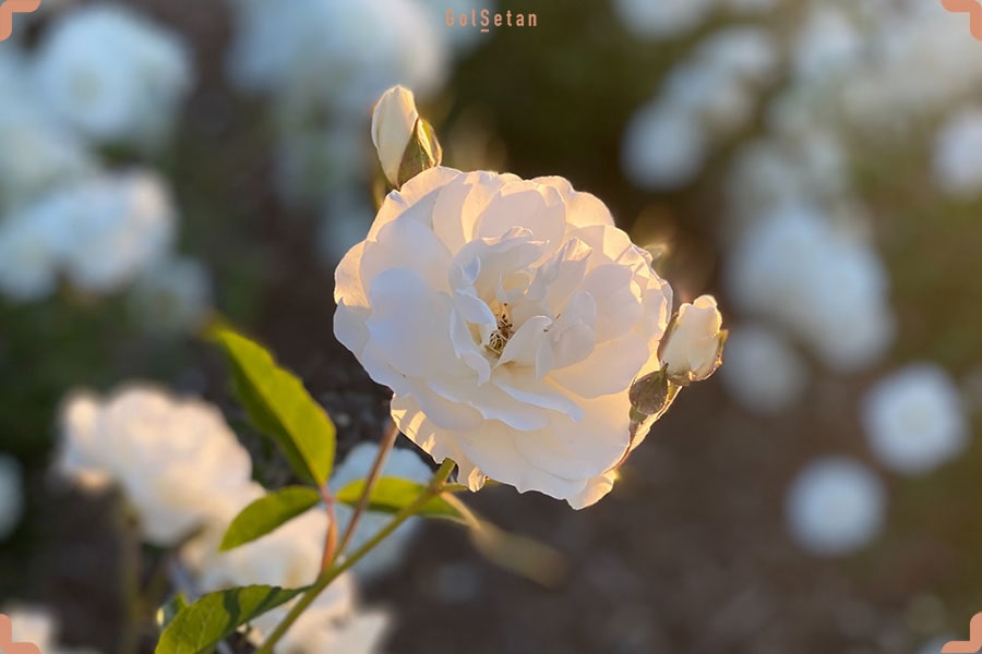 نگهداری از گل رز در گلدان