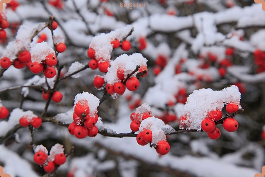 وینتر بری ، توسکای فلس دار یا خاس توتدار زمستانی