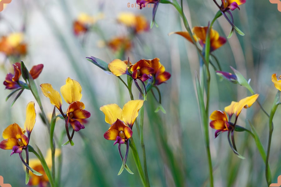 نور مورد نیاز برای نگهداری از گل ارکیده پنسی یا میلتونیاپسیس