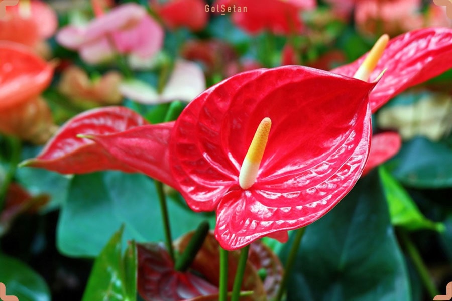 گل آنتوریوم قرمز