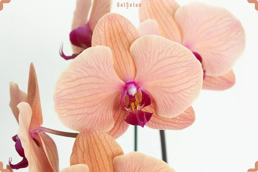عکس گل ارکیده از نمای نزدیک