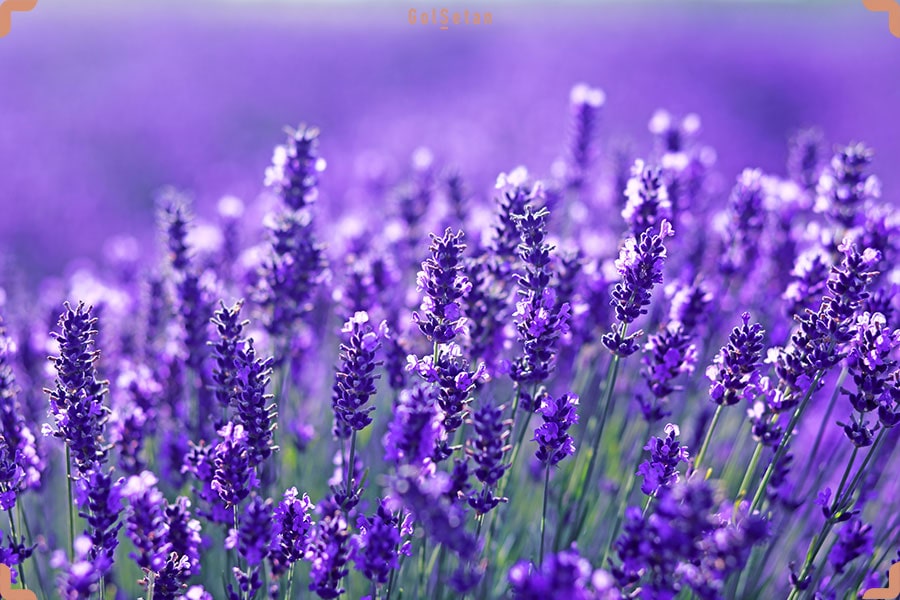 گیاه اسطخدوس