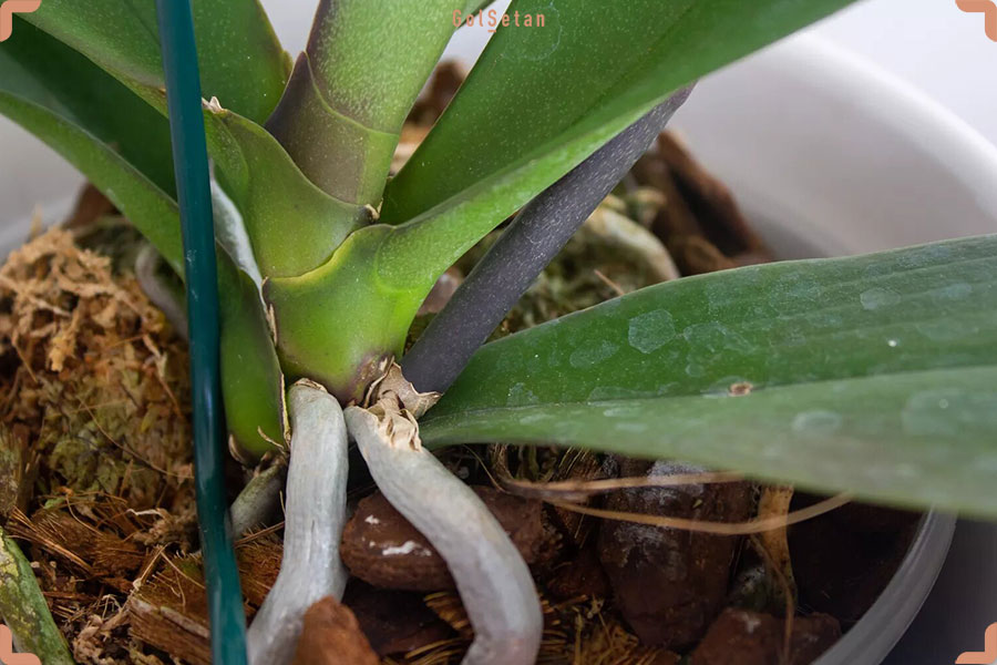 ساقه های گل ارکیده از نمای نزدیک