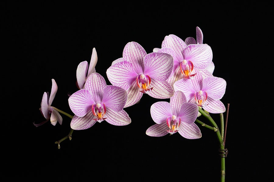 راهنمای انتخاب ارکیده سالم