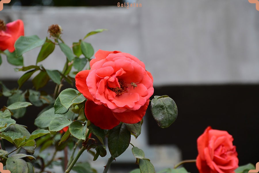 گل رز بوته ای قرمز