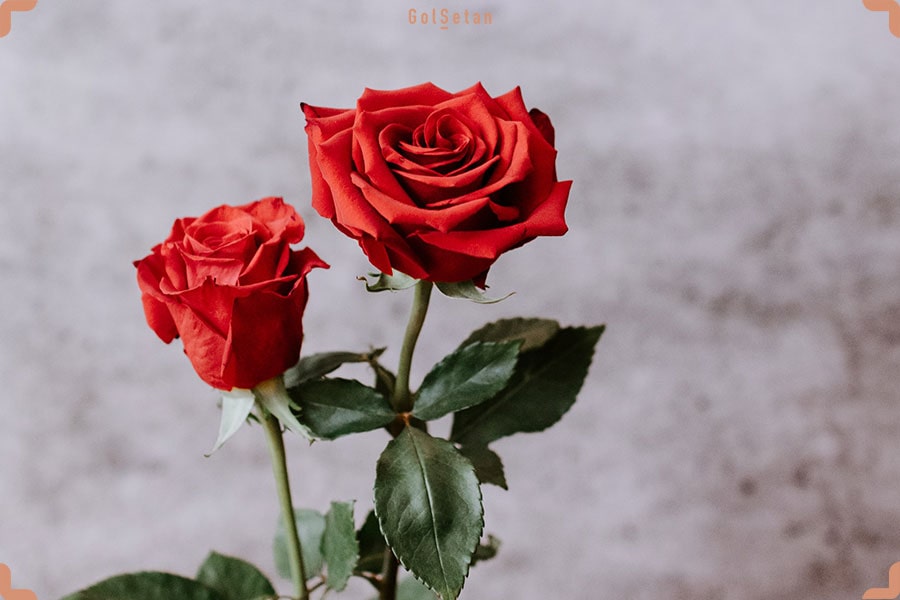 عکس دو گل رز زیبا