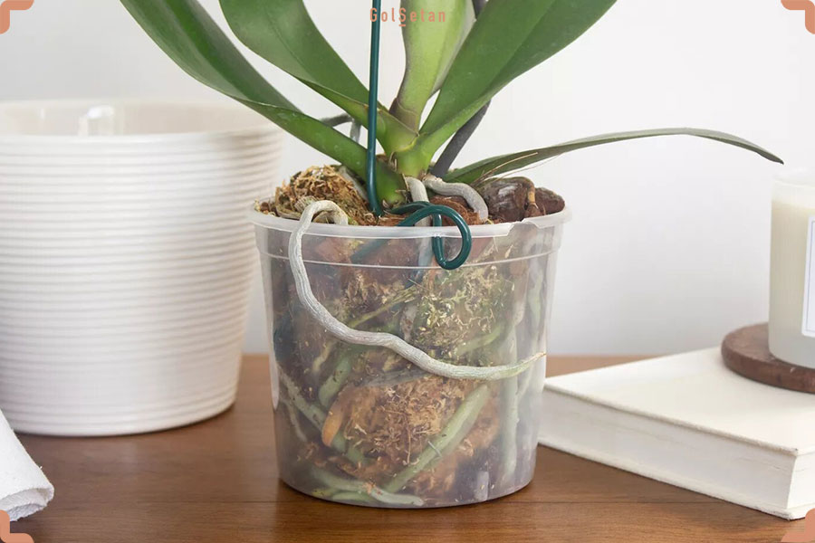 بررسی ریشه‌های گل ارکیده اولین اقدام برای شناسایی یک گل ارکیده سالم