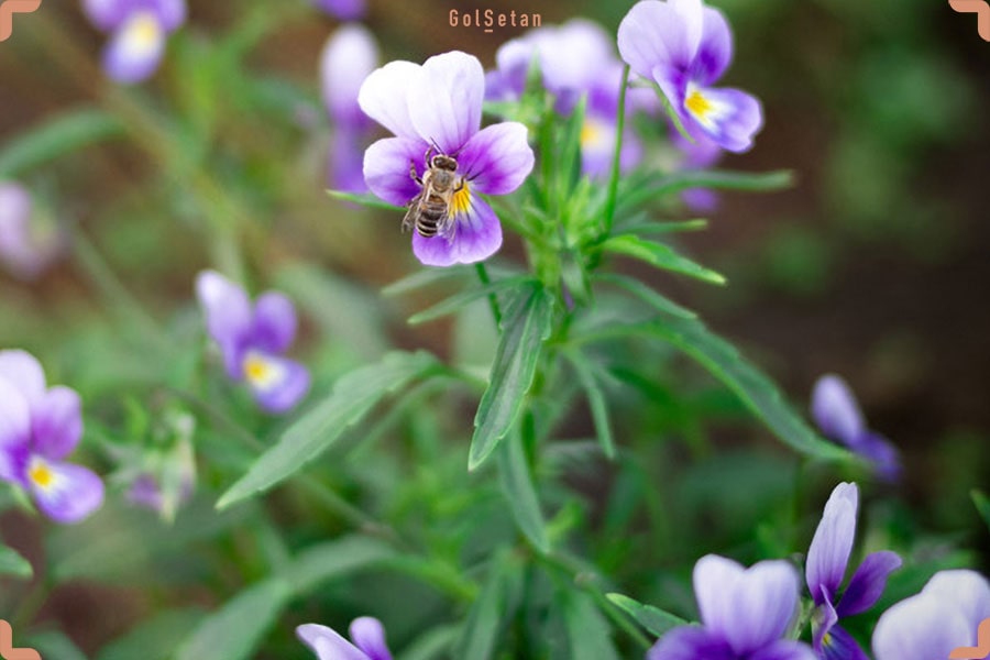 آفات رایج گل بنفشه پنسی