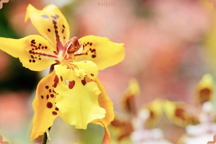 روش نگهداری گل ارکیده اونسیدیوم