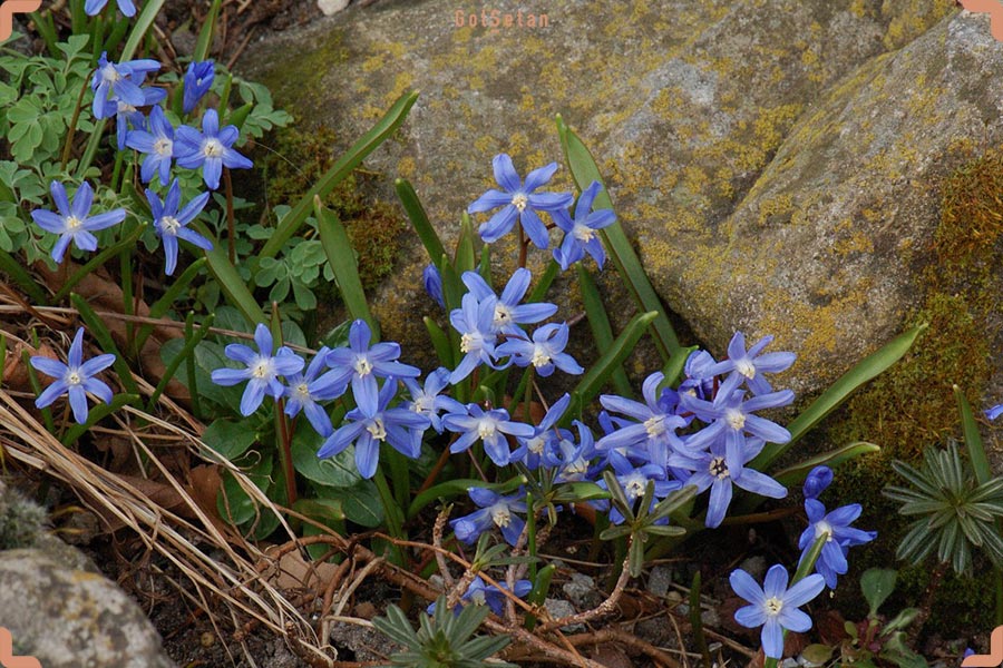 عکس گل شکوه برف و سنگ