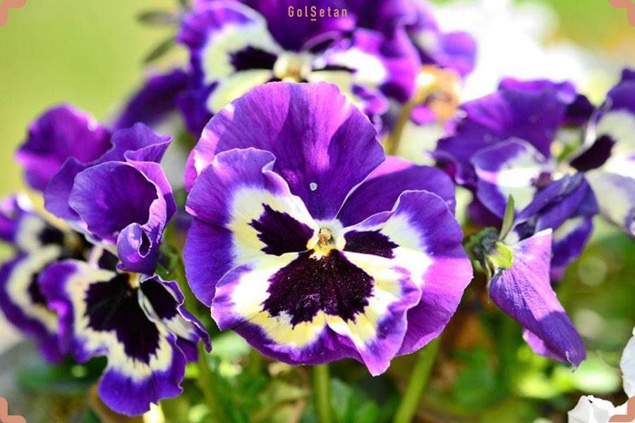 خاک مناسب برای نگهداری از گل بنفشه پنسی