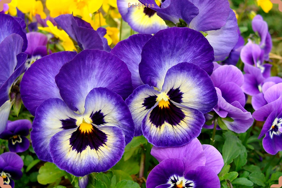 دما و رطوبت مورد نیاز برای نگهداری از گل بنفشه پنسی