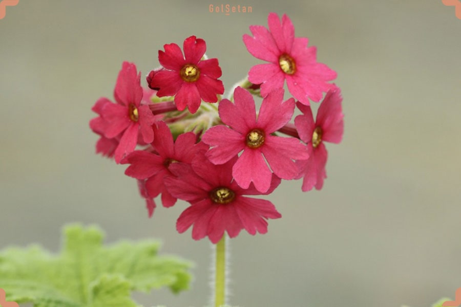 گل پامچال کیسونا (Primula kisoana)