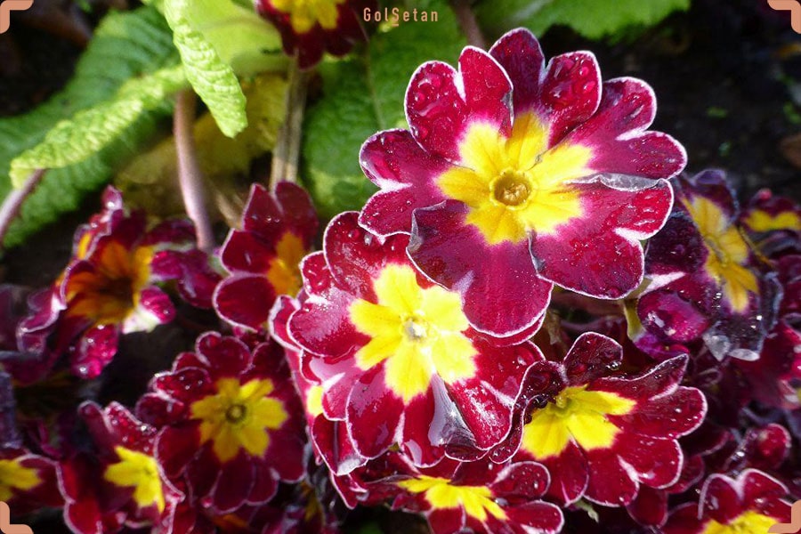 گل پامچال پریمولا پولیآنتا (Primula x polyantha)