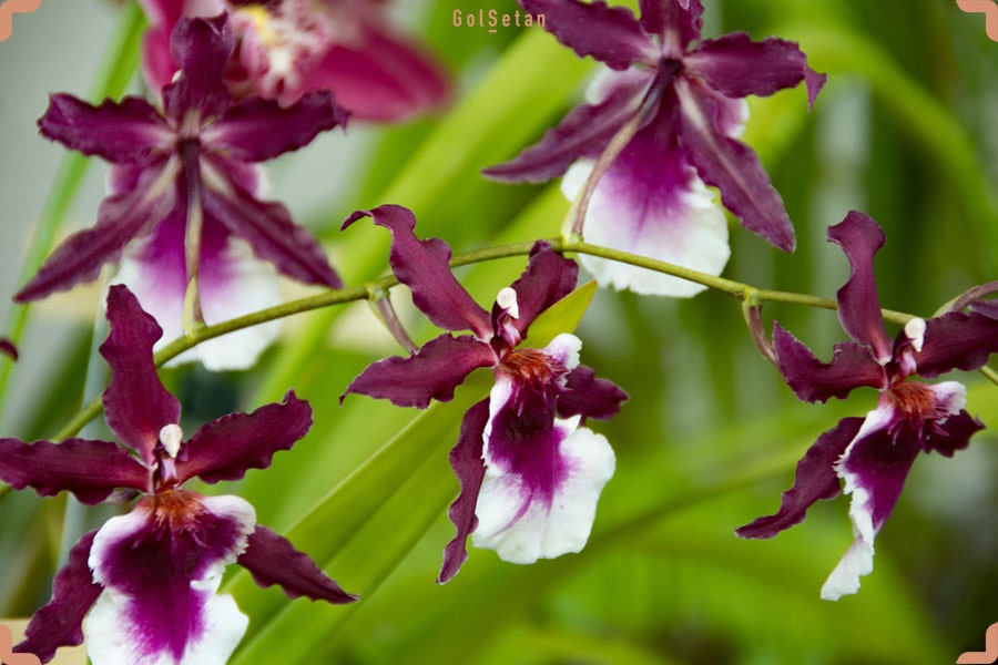 آفات و بیماری ها در طول نگهداری از گل ارکیده اونسیدیوم