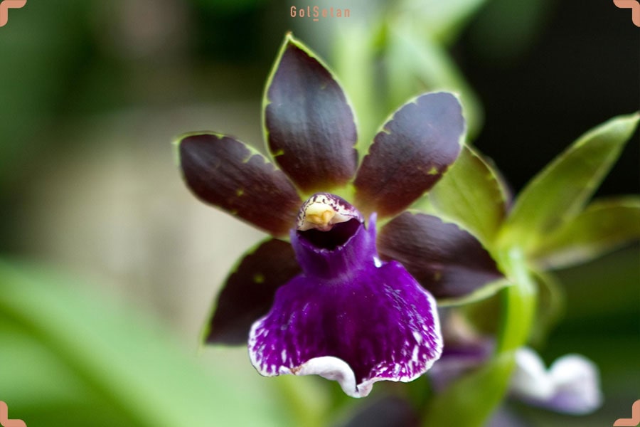 گل ارکیده بنفش اونسیدیوم بنفش