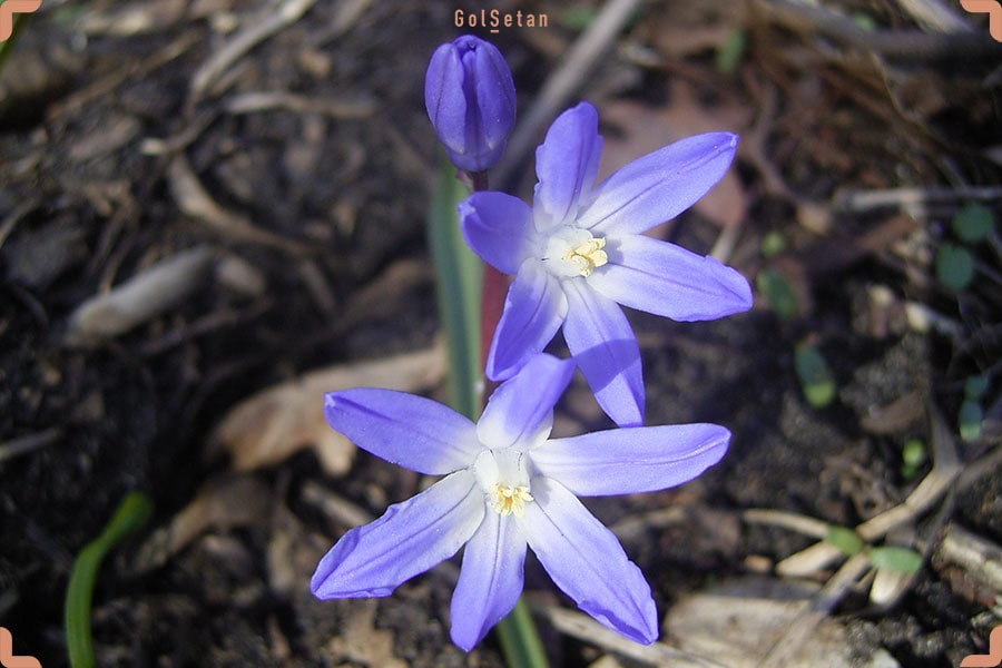 بیماری و آفات در طول نگهداری از گل شکوه برف