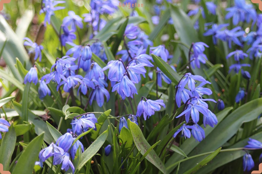 خاک مناسب برای نگهداری از گیاه شکوه برف