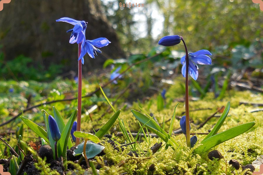 نور مورد نیاز برای نگهداری از گیاه شکوه برف