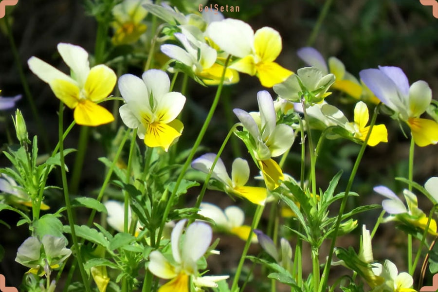 معرفی و مختصری درباره روش نگهداری از بنفشه پنسی