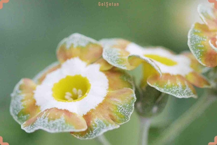 آفات و بیماری ها در طول نگهداری از گل پامچال