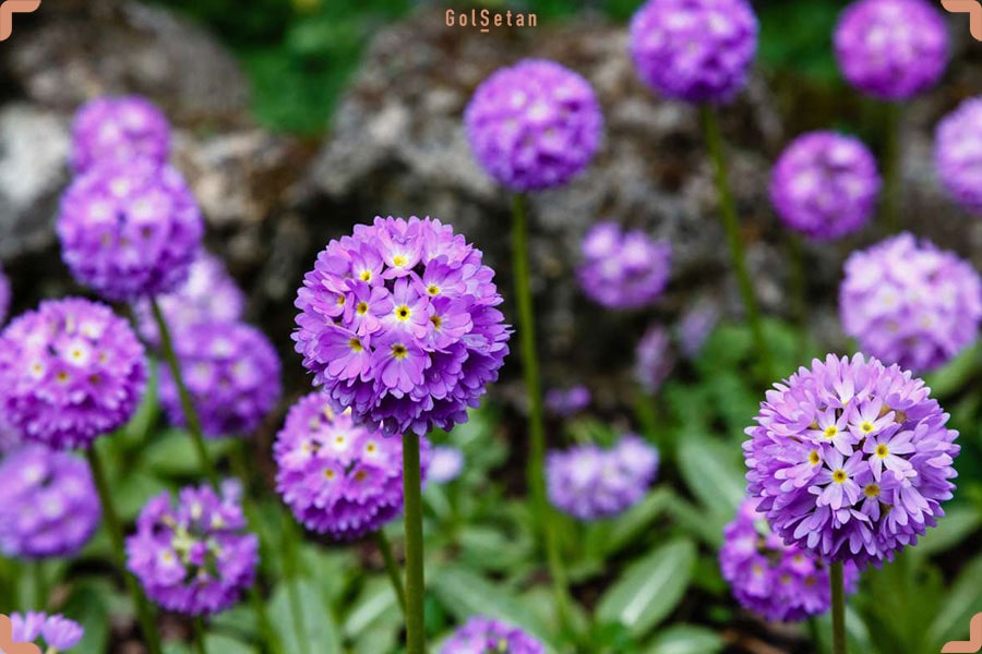 عکس گل پامپچال کوگل