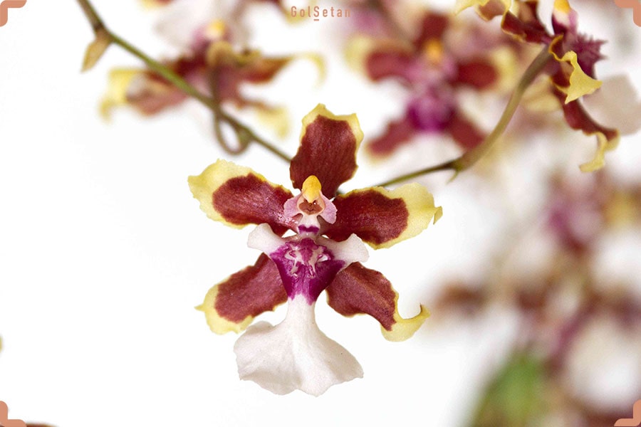 دما و رطوبت مورد نیاز برای نگهداری از گل ارکیده اونسیدیوم