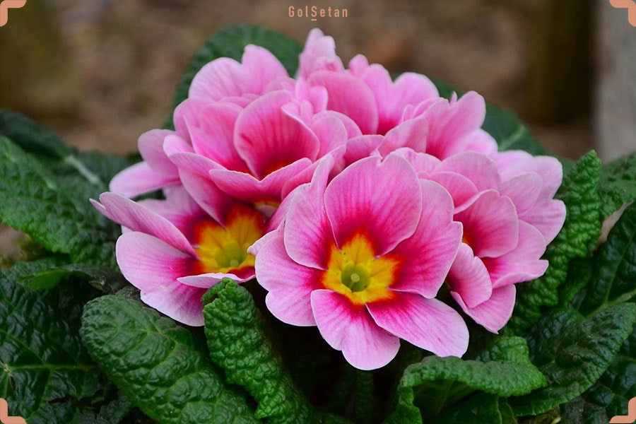 نور مورد نیاز برای نگهداری از گل پامچال