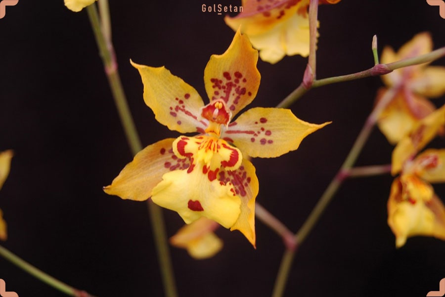 روش تکثیر ارکیده اونسیدیوم