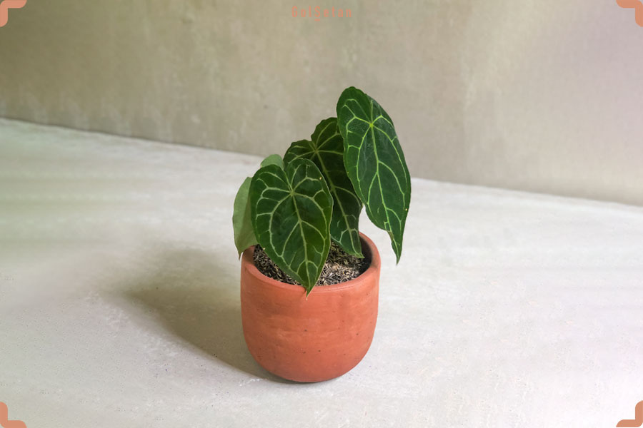 آنتوریوم کریستالینوم یکی از زیباترین گیاهان گران قیمت