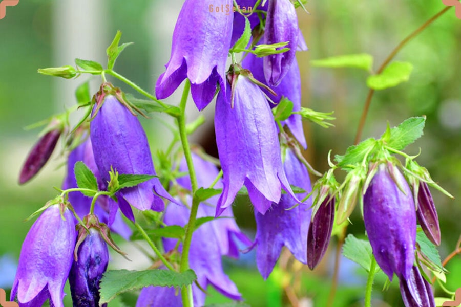 گل زیبای استکانی