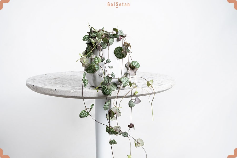 گل آپارتمانی سروپژیا وودی