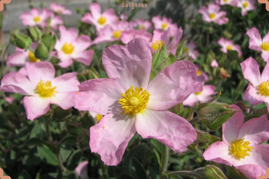 گل آفتابی یکی از گیاهان پوششی زیبا و جذاب