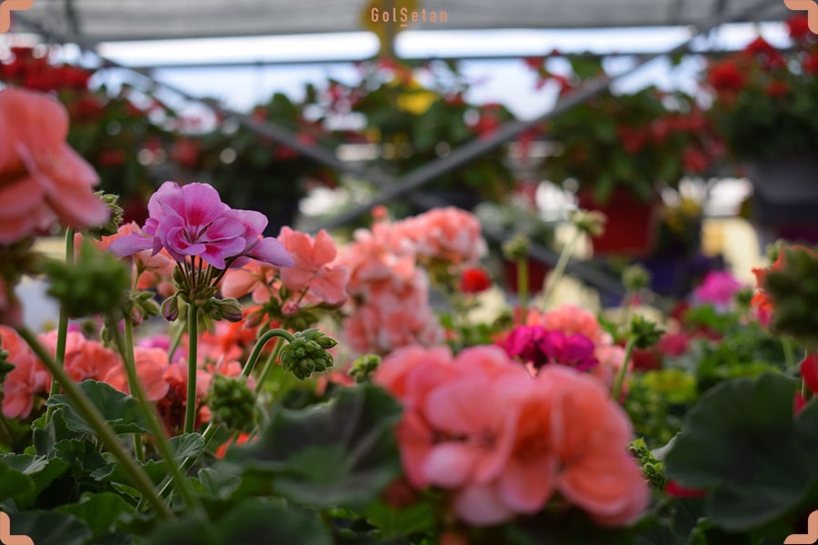 گل شمعدانی ، از جمله بهترین گیاهان پوششی و سازگار با شرایط مختلف