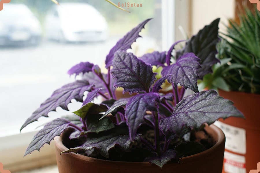 گیاه آپارتمانی ژینورا