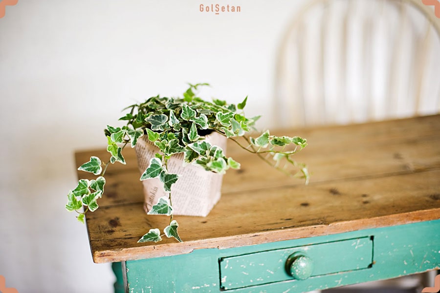 گل پیچک یا عشقه