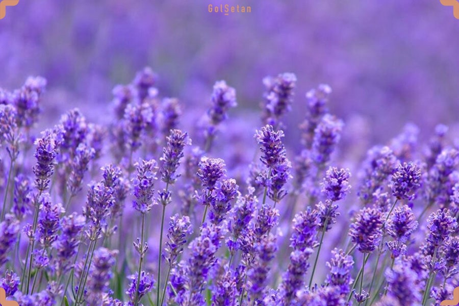 گیاه اسطوخودوس