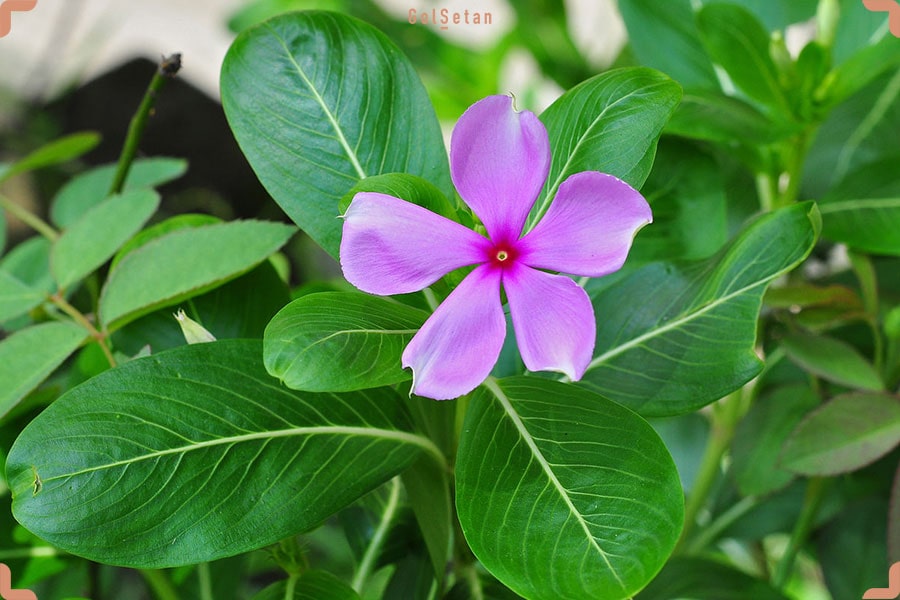 گل پریوش از جمله گیاهان پوششی مناسب باغچه