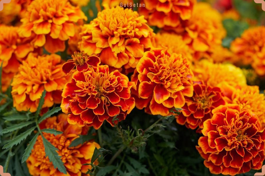 گل زیبای شاه اشرفی