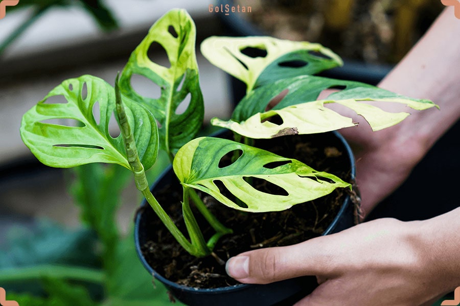 مانسترا آدانسونی ابلق ، یکی از گیاهان گران قیمت زیبا و جذاب