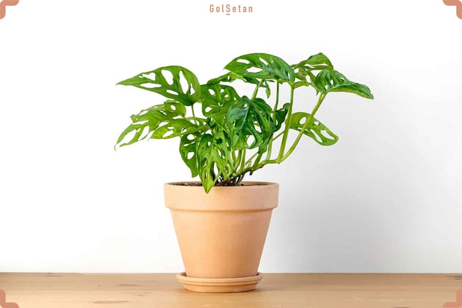 گیاه کم یاب مانسترا ابلیکوا پرو